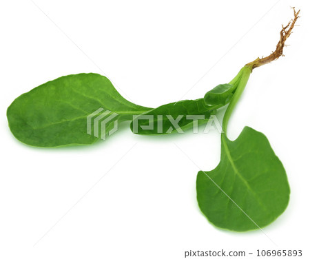 Spinach over white background Spinach over white background 106965893