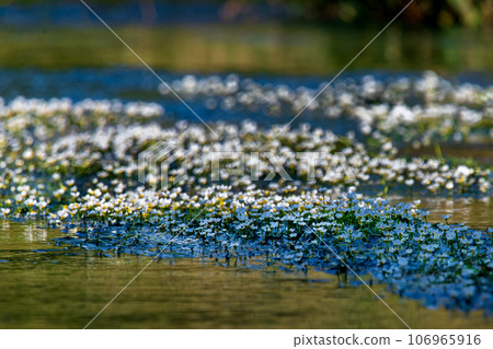 Plum blossom bloom blooming on water 106965916