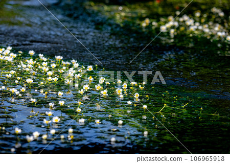 Plum blossom algae blooming in spring water 106965918