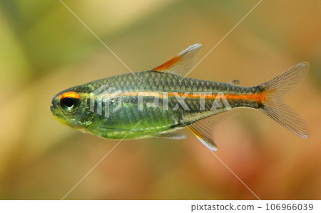 Glowlight tetra in aquaruim 106966039