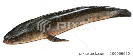 Giant Snakehead known as gozar fish in Bangladesh Giant Snakehead known as gozar fish in Bangladesh 106966050