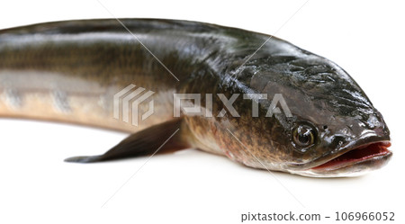 Giant Snakehead known as gozar fish in Bangladesh 106966052