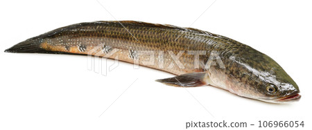 Channa marulius or Giant Snakehead Channa marulius or Giant Snakehead 106966054