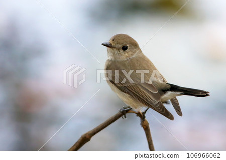 Common tailorbird in nature Common tailorbird in nature 106966062