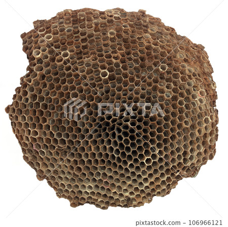 Wasp nest Wasp nest 106966121