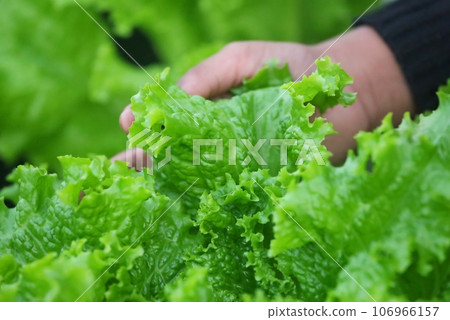Hand holding Fresh lettuce 106966157