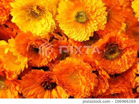 Calendula background Calendula background 106966169