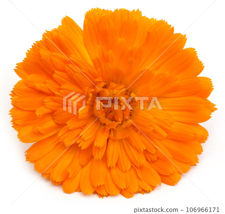Closeup of calendula Closeup of calendula 106966171
