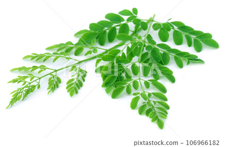 Moringa leaves Moringa leaves 106966182