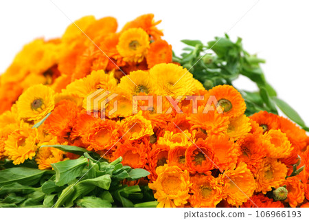 Large bunch of calendula 106966193