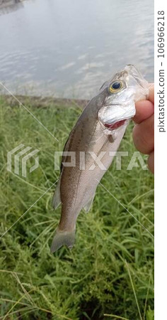 一條年輕的鱸魚逆流而上 106966218