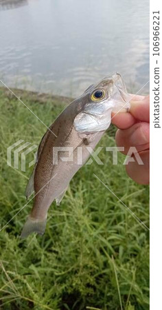 捕捉幼鱸魚的場景 106966221