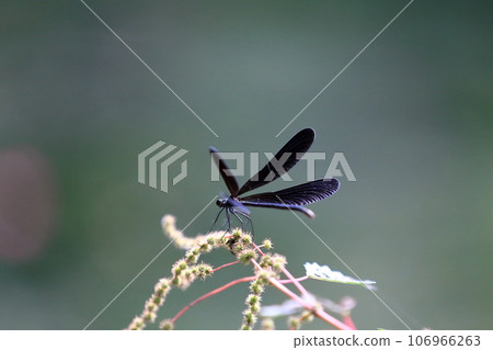 Atrocalopteryx蟬 106966263