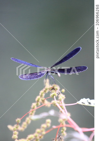 Atrocalopteryx蟬 106966268