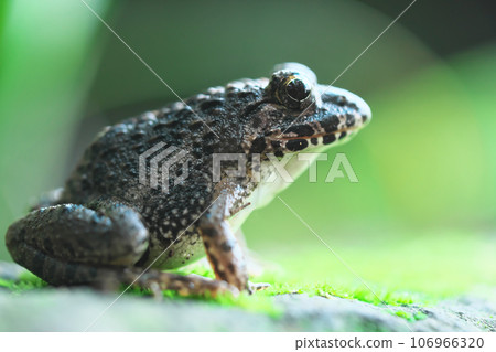 A privet frog sits on a moss rock and looks out into the forest 106966320