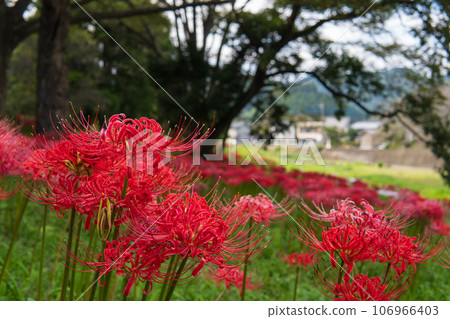 埼玉縣秩父郡阿土河原彼岸花群落/東秩父村，9 月 106966403