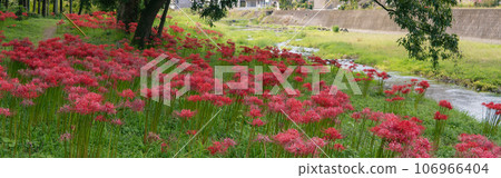 Adokawara Higanbana colony, horizontally long / Higashichichibu Village, Chichibu District, Saitama Prefecture, September 106966404