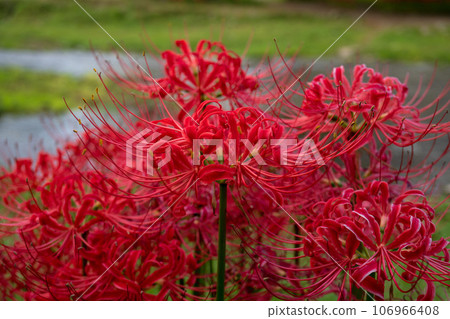 Close-up of the central red spider lily [Amaryllid bush in Adogawara] Higashichichibu Village, Chichibu District, Saitama Prefecture, September 106966408