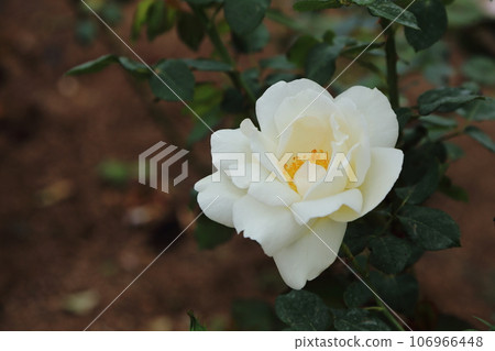 Arao City Ominous Citizen Flower Bed Rose Flower, Arao City Ominous Citizen Flower Bed Rose Flower, 106966448