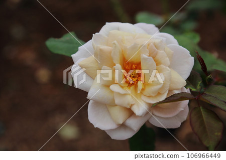 Arao City Ominous Citizen Flower Bed Rose Flower, Arao City Ominous Citizen Flower Bed Rose Flower, 106966449