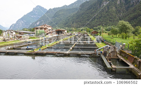 Trout farming in the north of Italy 106966502