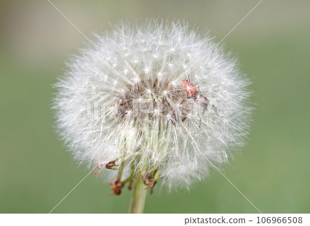 Close-up of a firebug (Pyrrhocoris apterus) crawling on a dandelion seed head 106966508