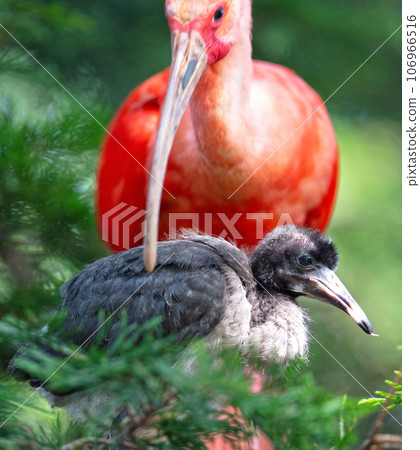 Scarlet Ibis with young in nest 106966516