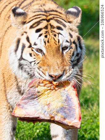 Amour tiger in the grass, eating Amour tiger in the grass, eating 106966524