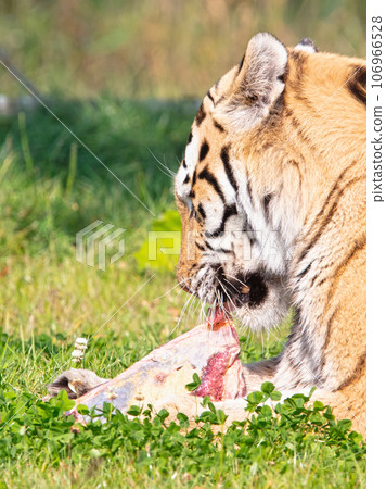 Amour tiger in the grass, eating Amour tiger in the grass, eating 106966528