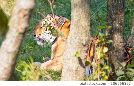 Amour tiger in the grass, eating Amour tiger in the grass, eating 106966532