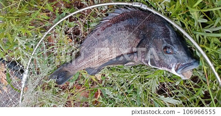 夏季黑鯛被網捕獲 106966555