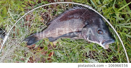 黑鯛被球網捕獲 黑鯛被球網捕獲 106966556