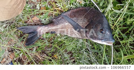 Large black sea bream caught in a ball net Large black sea bream caught in a ball net 106966557