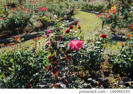 Arao City Ominous Citizen Flower Bed Rose Flower, Arao City Ominous Citizen Flower Bed Rose Flower, 106966583