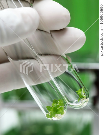 Tissue cultured plant 106966690
