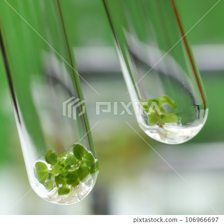 Tissue cultured plant in test tube Tissue cultured plant in test tube 106966697