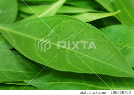 Henna leaves 106966700