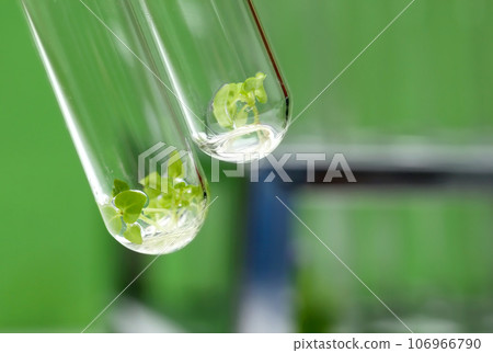 Tissue cultured plant in test tube 106966790