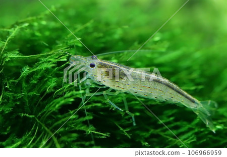 Yamato shrimp on java moss 106966959