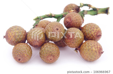 Tropical Calamus 106966967