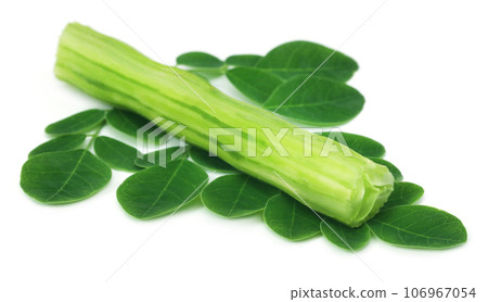 Medicinal moringa with green leaves 106967054
