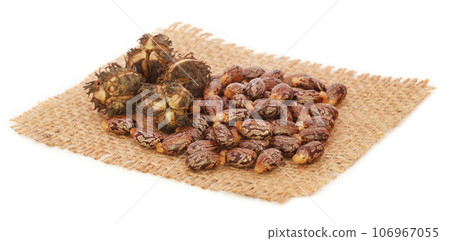 Castor beans Castor beans 106967055