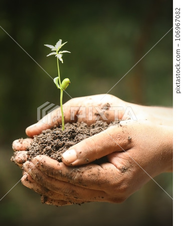 Neem seedling in hands of a farmer Neem seedling in hands of a farmer 106967082