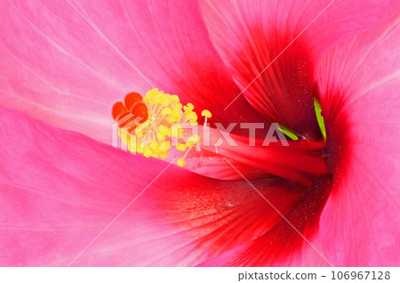 【木槿】（深度構圖） 106967128