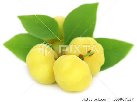 Phyllanthus acidus or Star gooseberry 106967137