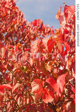 山茱萸紅色漿果和秋葉 山茱萸紅色漿果和秋葉 106967191