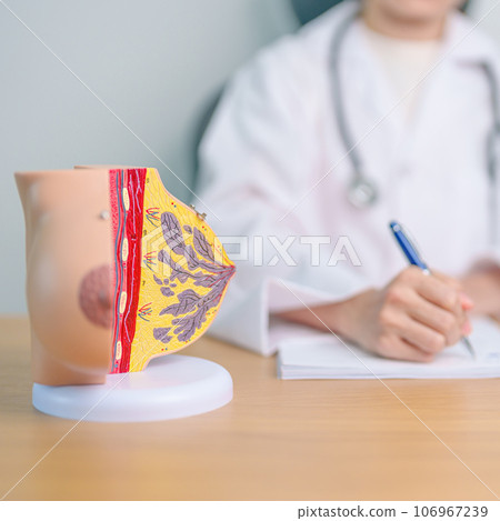 Doctor with Breast Anatomy model. Breast Augmentation Surgery, October Breast Cancer Awareness month, implant, Diagnosis, Beauty woman enlargement and medical education concept 106967239