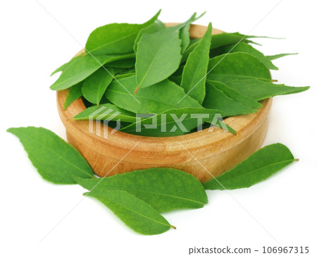 Curry Leaves 106967315