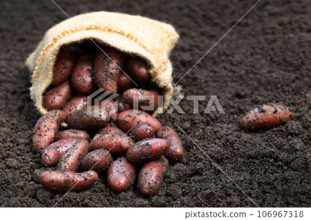 Newly harvested potatoes 106967318