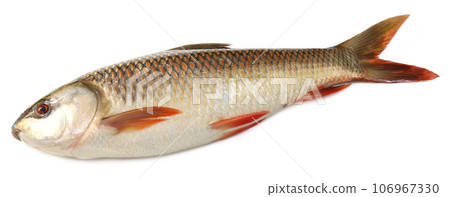 Popular Rohu or Rohit fish of Indian subcontinent 106967330